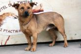 21.05.2013 ROZPRZA PIES 43294